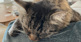 faustine pet sitter à VALLABRIX 30700_5