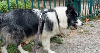 estelle pet sitter à MARSEILLE 01 13001_1