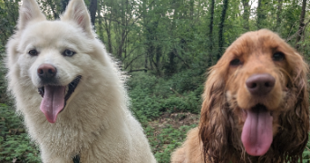 olivier pet sitter à LISSES 91090_3