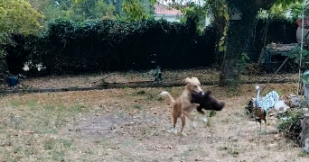 sandrine dog sitter à MENSIGNAC 24350_5