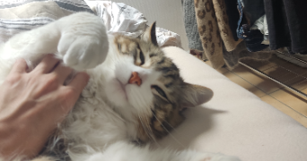 clara pet sitter à LYON 02 69002_3
