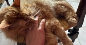 hortense cat sitter à LILLE 59000_7