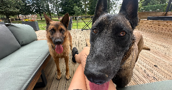 chloe pet sitter à LE HOULME 76770_3