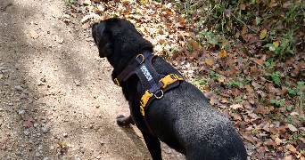 célia pet sitter à LABASTIDE ST SERNIN 31620_7