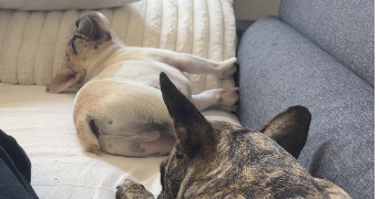 alice pet sitter à ST EGREVE 38120_1