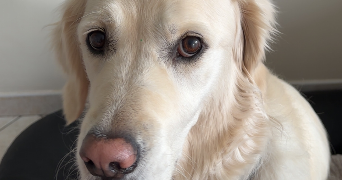 ema pet sitter à ST OUEN L AUMONE 95310_0