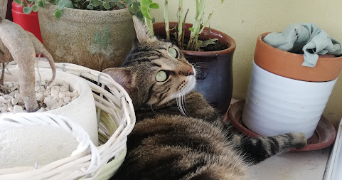 gabriella pet sitter à ST HIPPOLYTE DU FORT 30170_11