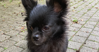 clarissa pet sitter à TOULON 83000_5
