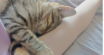 flora pet sitter à ST MARTIN D HERES 38400_8