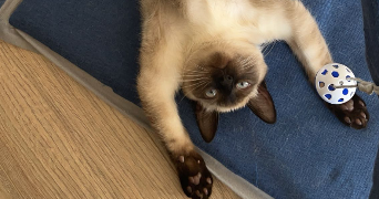 laurie pet sitter à MIRIBEL 01700_6