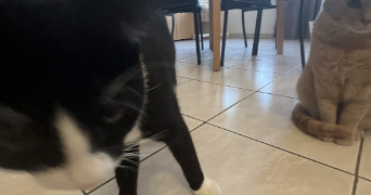 callia pet sitter à WAREMME 4300_1