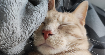 odile pet sitter à CAEN 14000_3