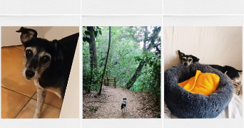 bérengère pet sitter à MONTPELLIER 34000_7