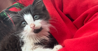 roza pet sitter à IVRY LA BATAILLE 27540_8