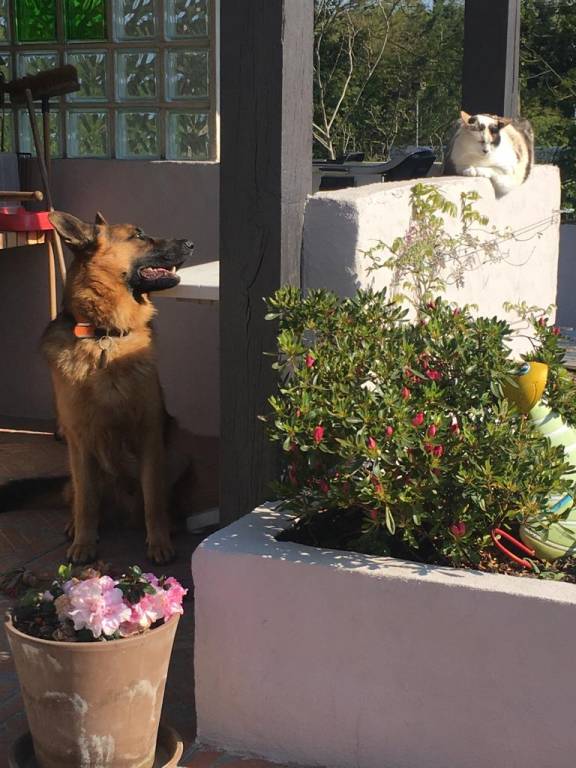 laura pet sitter à Palaiseau 91120_0