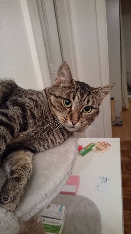 Lise pet sitter à Hohwald (Le) 67140_8