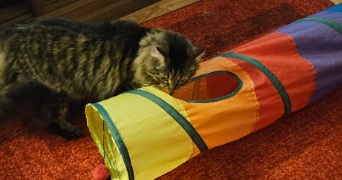 carole pet sitter à Courbevoie 92400_3