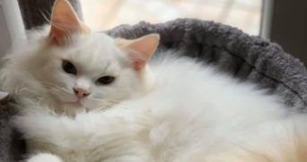 sophie pet sitter à ST PATHUS 77178_1