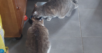tomy pet sitter à ST ETIENNE 42100_6