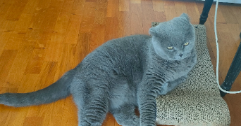 stéphanie pet sitter à SOISY SOUS MONTMORENCY 95230_6