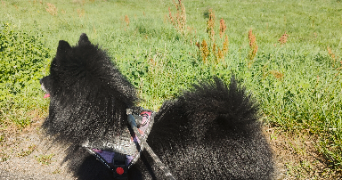 angelina pet sitter à REININGUE 68950_1