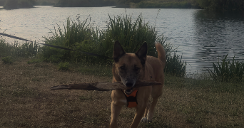 leila pet sitter à LES MUREAUX 78130_1