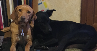 nausicaa pet sitter à CAEN 14000_1