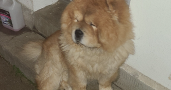 giacomo pet sitter à NANTERRE 92000_2
