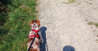thiven pet sitter à NANTES 44000_1