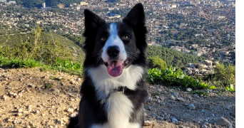 elyna pet sitter à Toulon 83200_1