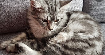 salomé pet sitter à TRECLUN 21130_7