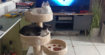 julie pet sitter à Nogent-sur-Oise 60180_5
