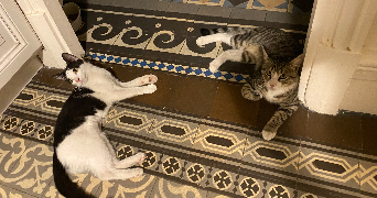 alice pet sitter à VINCENNES 94300_6
