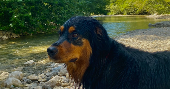 emma pet sitter à MAZAN 84380_4