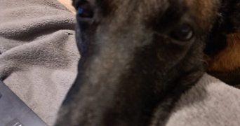 samantha pet sitter à ORLEANS 45000_1