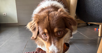 coline pet sitter à MARSEILLE 08 13008_2