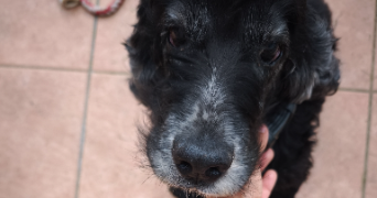 cindy pet sitter à RABASTENS 81800_4