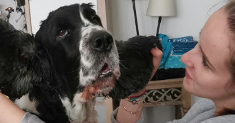 flora pet sitter à PONTAULT COMBAULT 77340_1