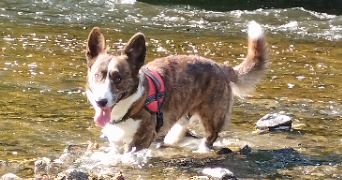 manon pet sitter à ST LO 50000_2