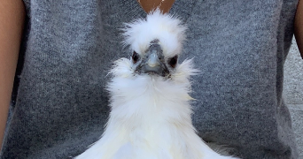 marianne pet sitter à MOLLANS SUR OUVEZE 26170_3