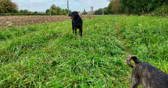 mélanie pet sitter à LOUVIERS 27400_3