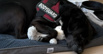 jeremy dog sitter à MAYENNE 53100_1