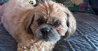 magali pet sitter à MARSEILLE 13 13013_1