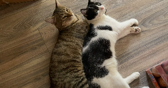 ally pet sitter à BOBIGNY 93000_2