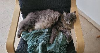 anaïs  pet sitter à LONGUENEE EN ANJOU 49770_2