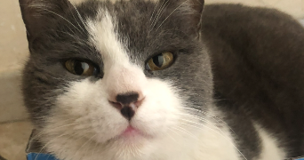 marilyse pet sitter à MARIGNANE 13700_1