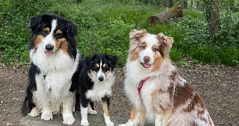 line pet sitter à GIF SUR YVETTE 91190_9