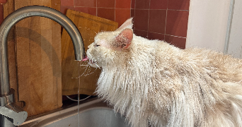 yaël pet sitter à Marseille 13002_4