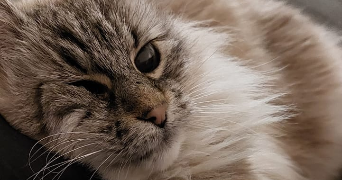 audrey pet sitter à DOUVRES LA DELIVRANDE 14440_6