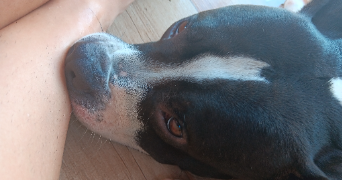 ana-clara pet sitter à REIMS 51100_3